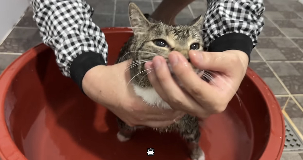 육묘-난이도-최하인-고양이.jpg-15-이미지