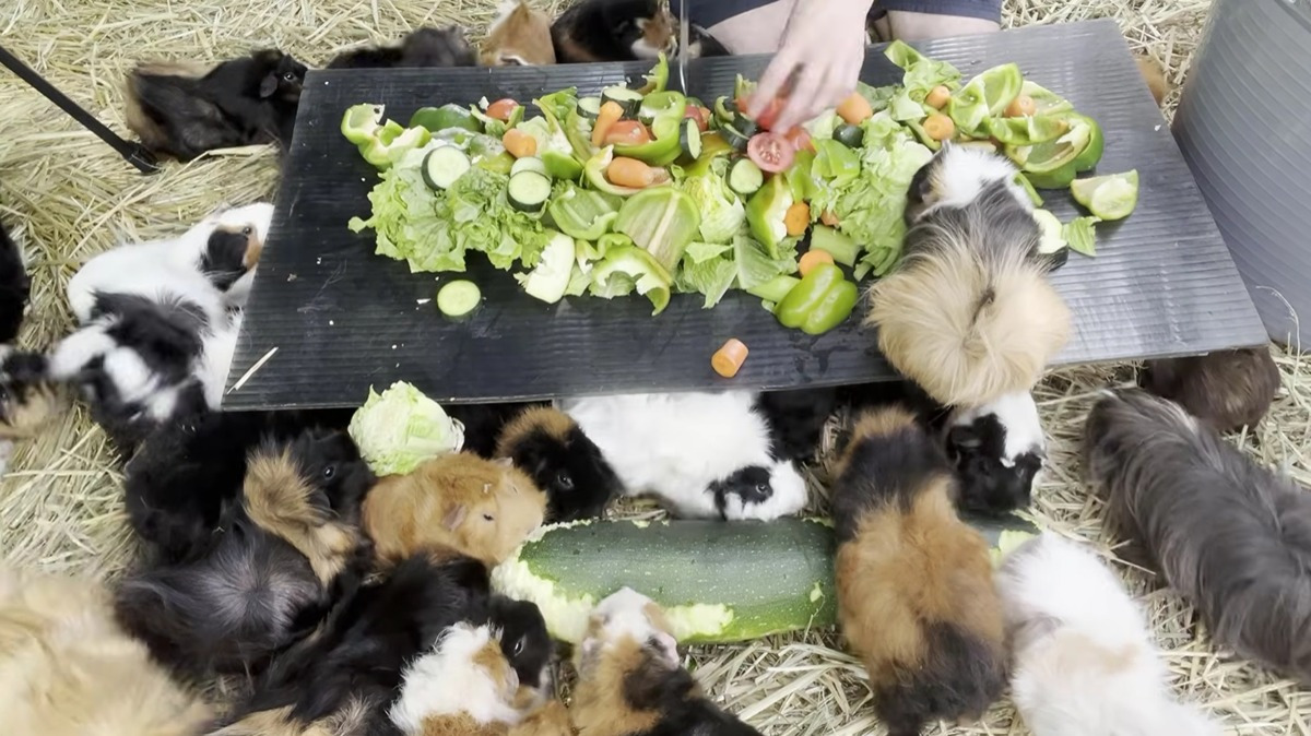 어쩌다보니-80마리-기니피그를-먹여살리게된-호주인-1-이미지