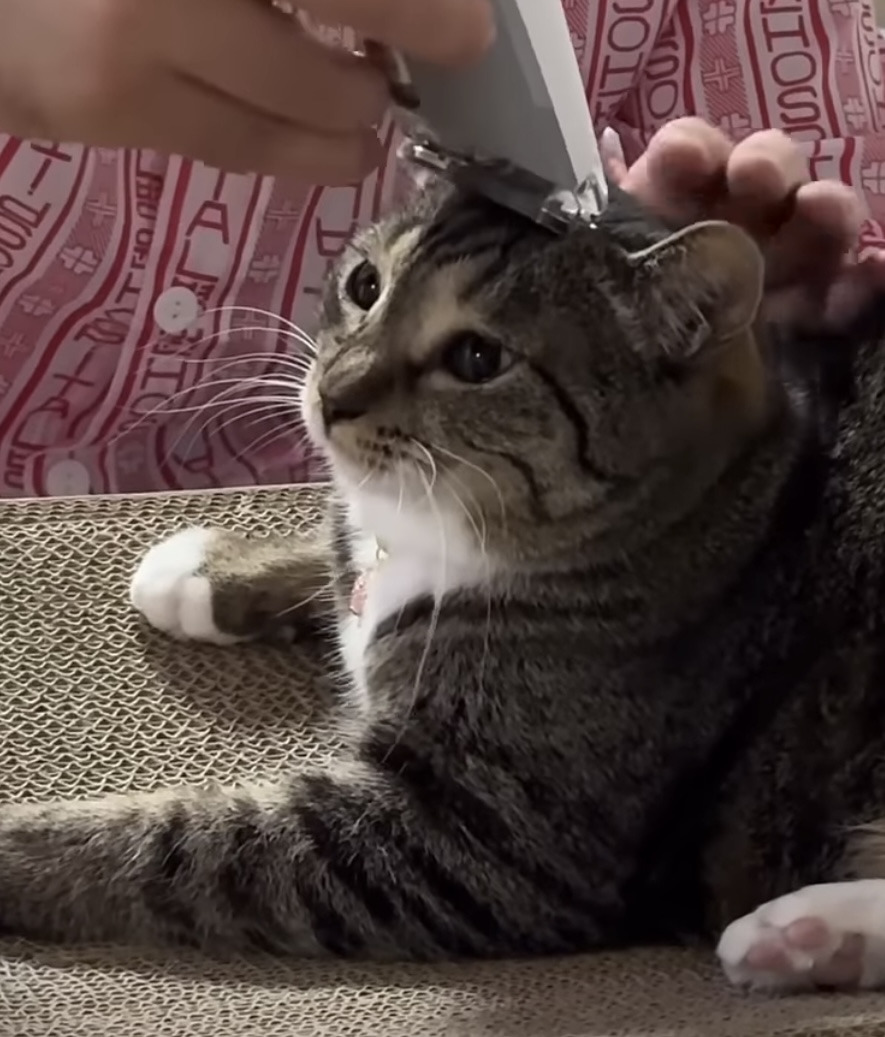 육묘-난이도-최하인-고양이.jpg-9-이미지