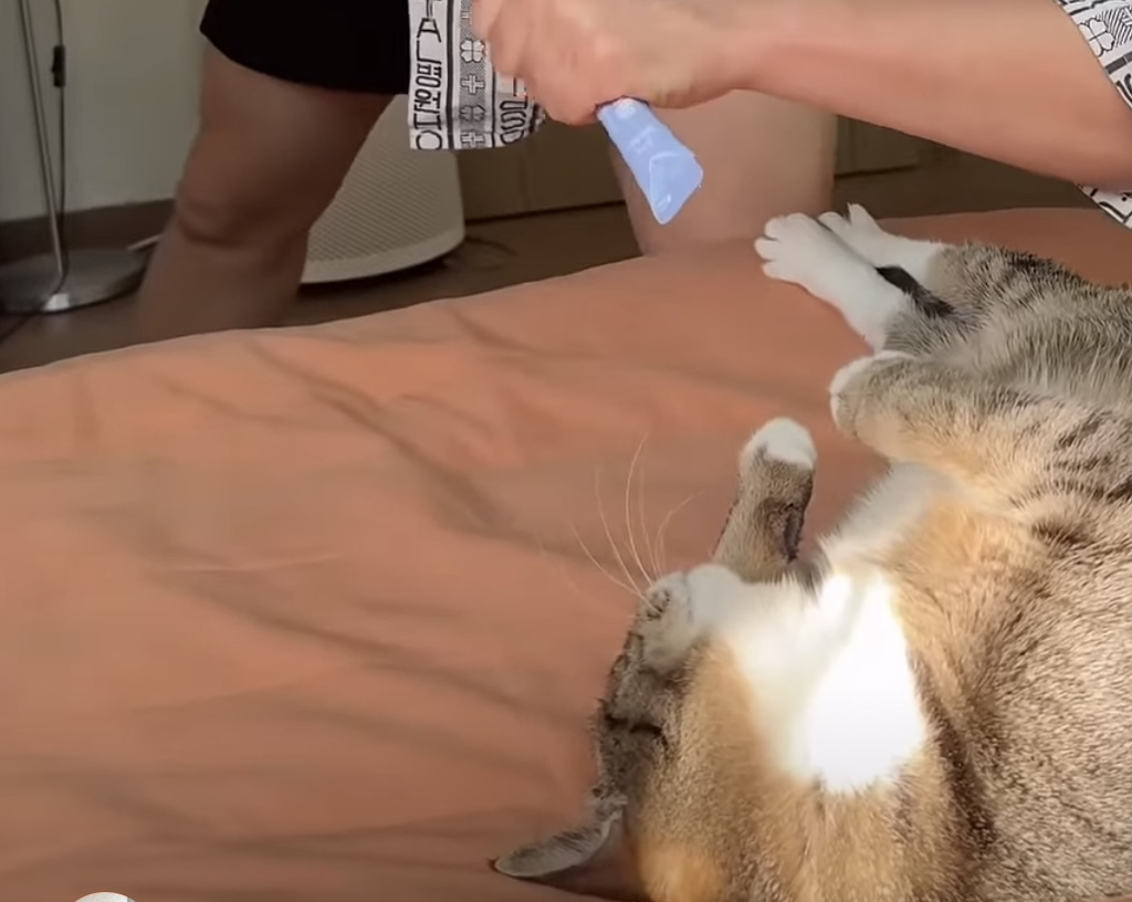 육묘-난이도-최하인-고양이.jpg-11-이미지