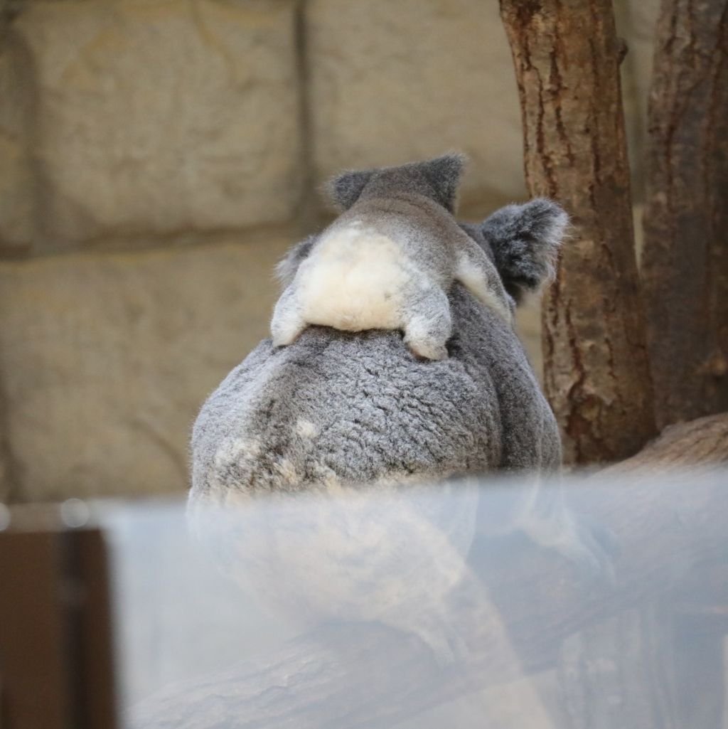 당신은-아기-코알라의-엉덩이를-본-적이-있습니까?-5-이미지