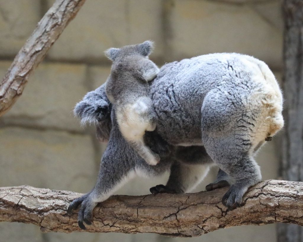 당신은-아기-코알라의-엉덩이를-본-적이-있습니까?-3-이미지