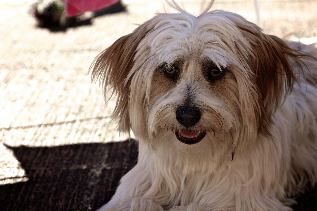 삽살개가-귀신쫓는-개인-이유-ㄷㄷ-4-이미지