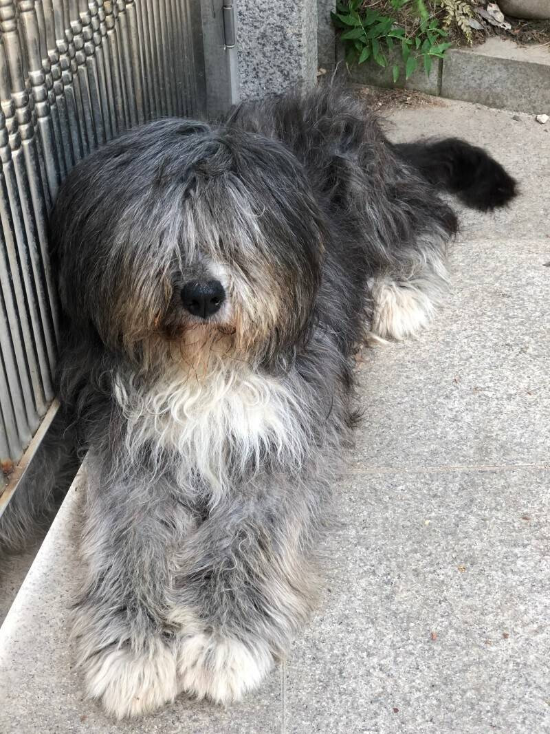 개충격인-삽살개-머리-밀었을때-0-이미지