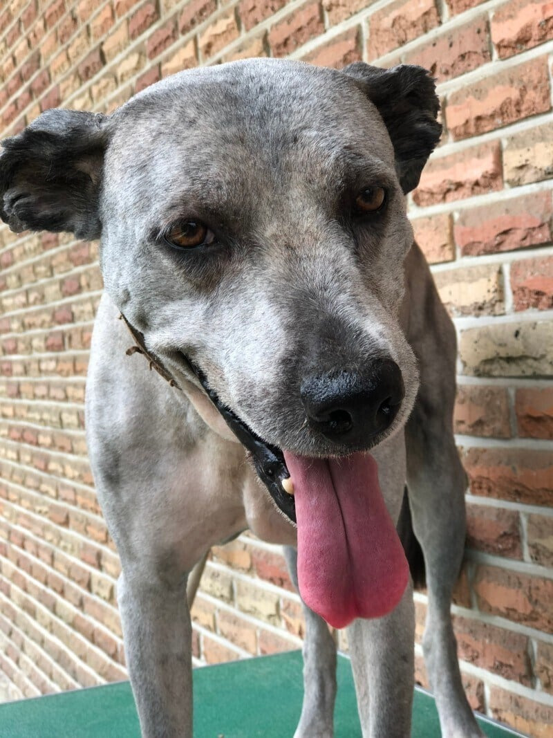 개충격인-삽살개-머리-밀었을때-1-이미지