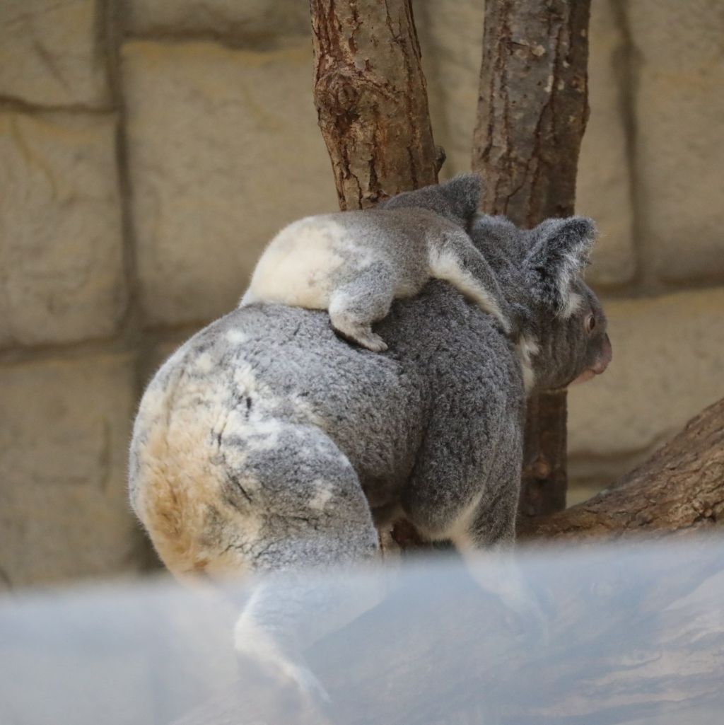 당신은-아기-코알라의-엉덩이를-본-적이-있습니까?-2-이미지