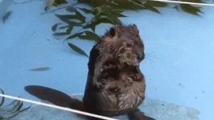 아기-비버가-자기-통통한-배-씻는-모습-꼭-봐주라-1-이미지