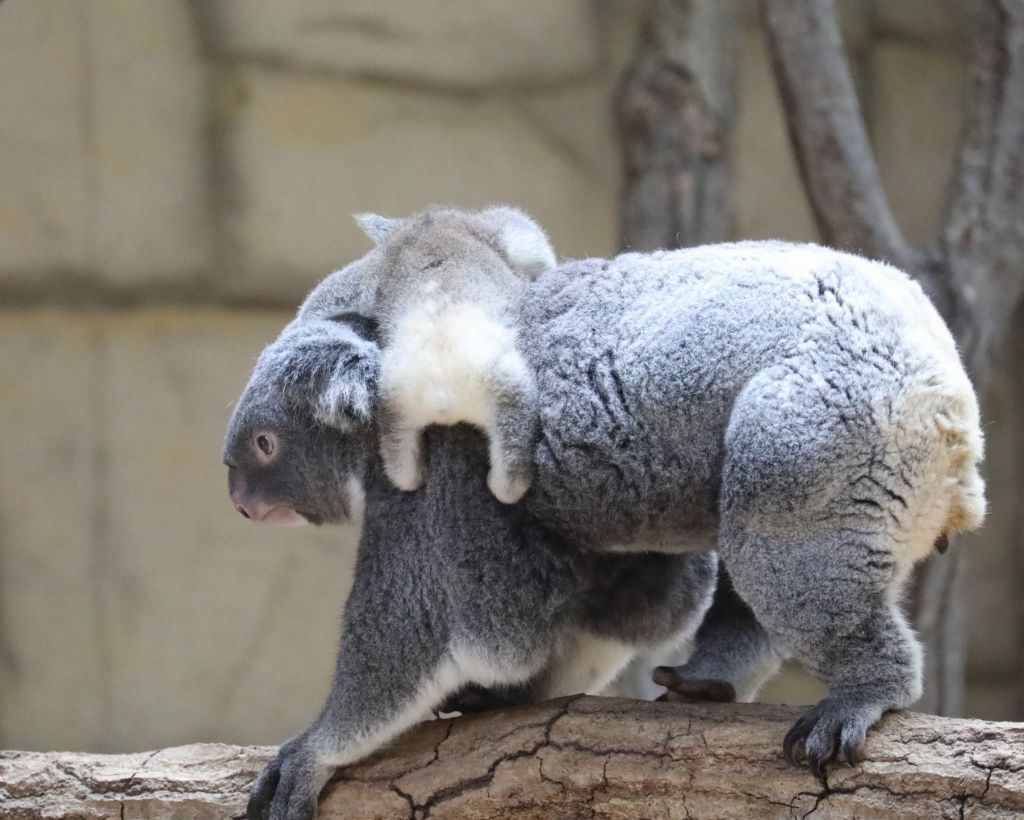 당신은-아기-코알라의-엉덩이를-본-적이-있습니까?-4-이미지