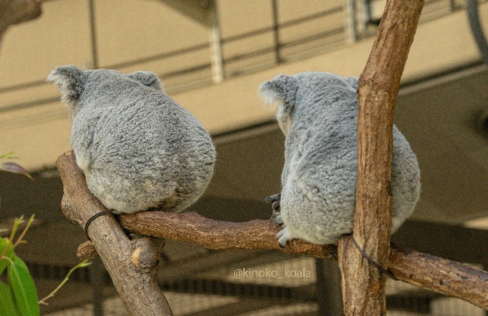 당신은-아기-코알라의-엉덩이를-본-적이-있습니까?-6-이미지