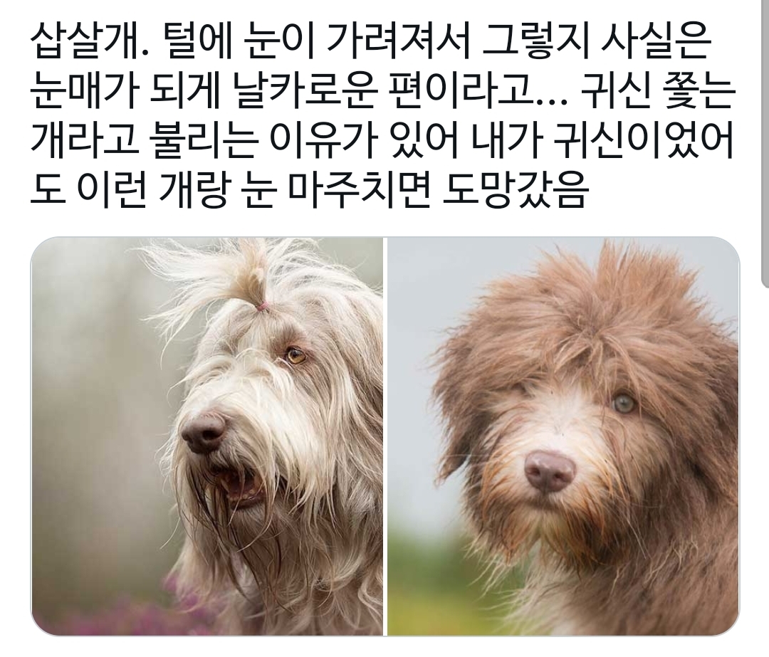 삽살개가-귀신쫓는-개인-이유-ㄷㄷ-9-이미지