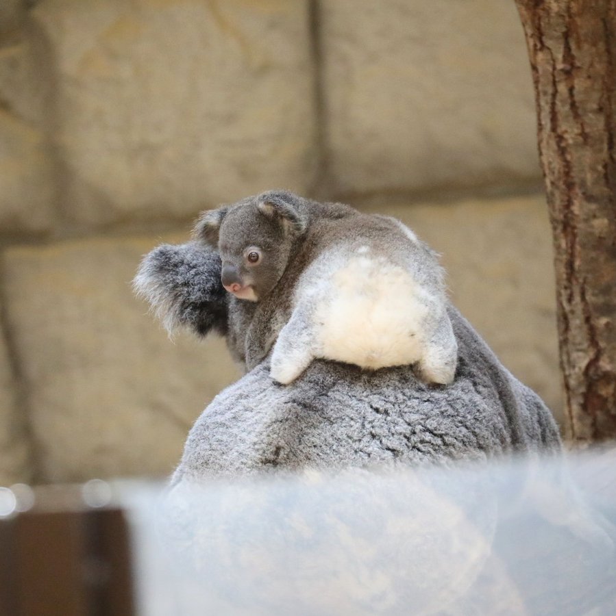 당신은-아기-코알라의-엉덩이를-본-적이-있습니까?-1-이미지