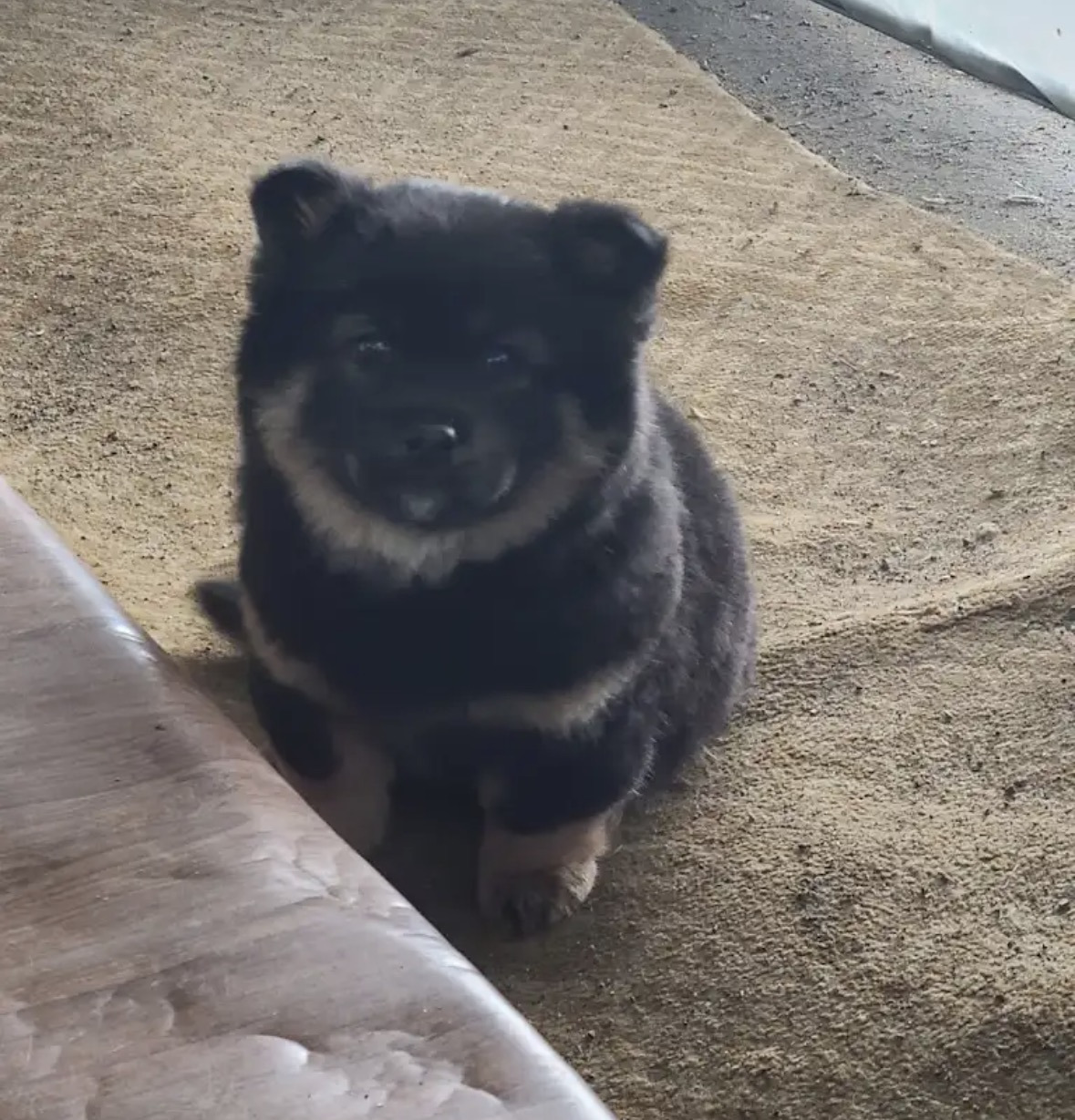 깜순이-애기때-2-이미지