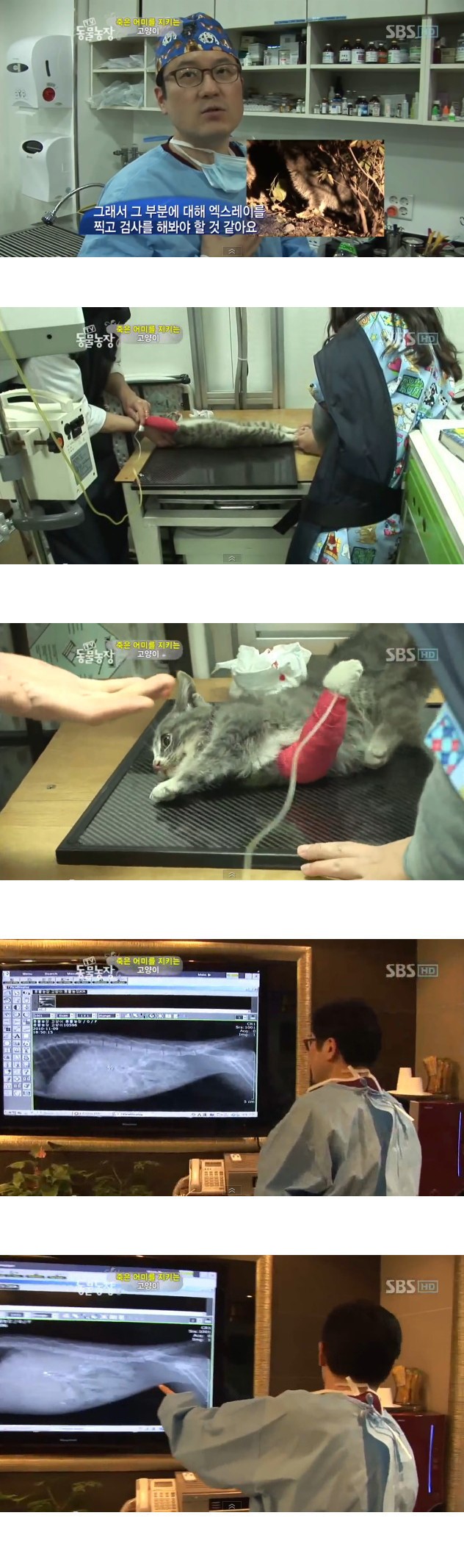 많은-시청자들을-울렸던-동물농장-죽은-어미를-지키는-아기-고양이편-11-이미지