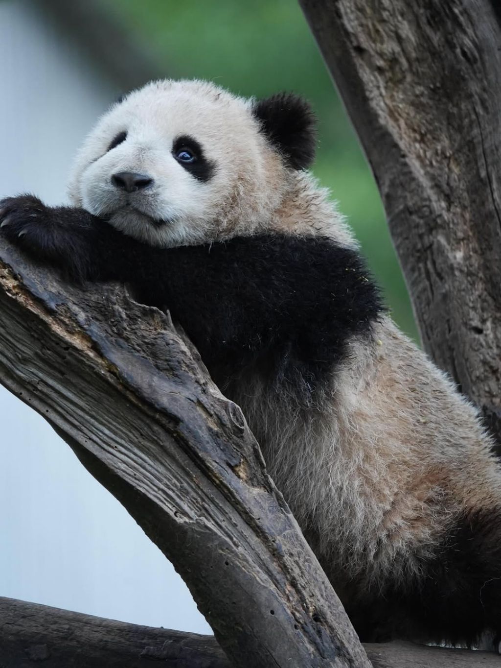 판다가-벌에-쏘이면?🐼-3-이미지