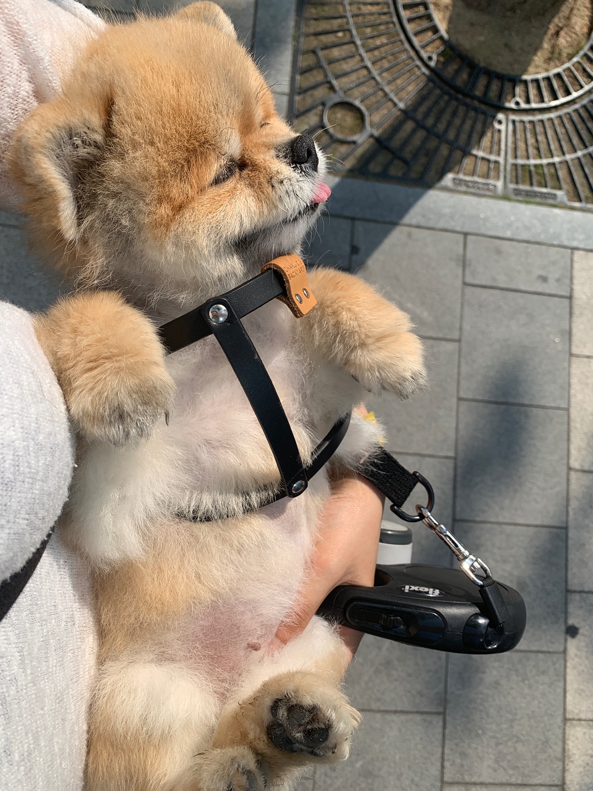 잠-안-와서-쓴-개뚱뚱한-강아지-입양기-6-이미지