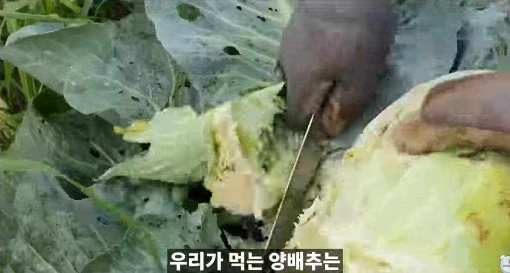 양배추-1나장-1나장씩-열심히-세척하던-분들-보세요.jpg-2-이미지