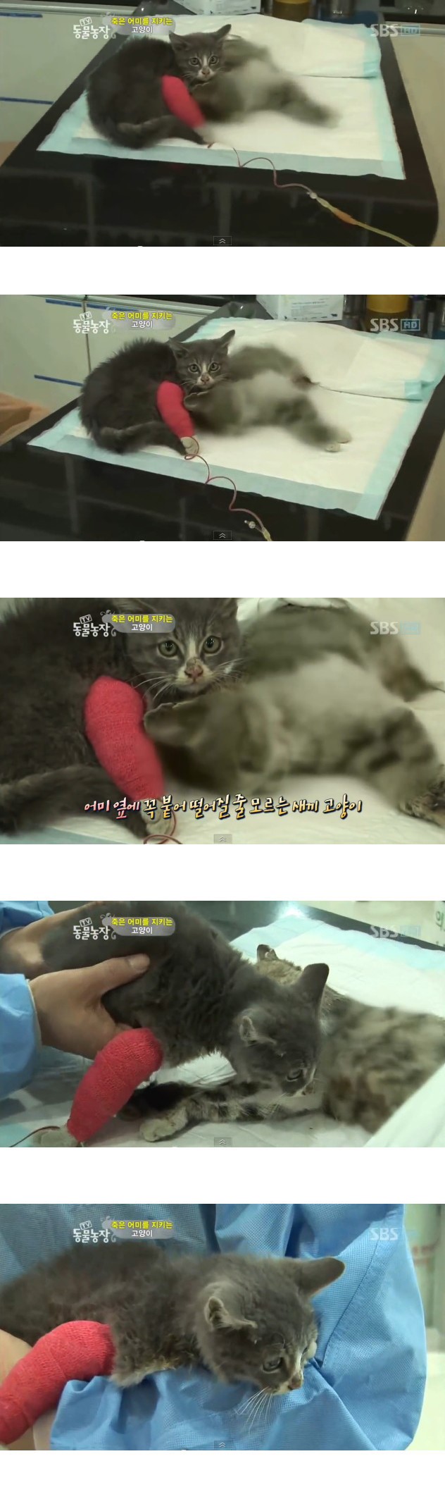 많은-시청자들을-울렸던-동물농장-죽은-어미를-지키는-아기-고양이편-14-이미지