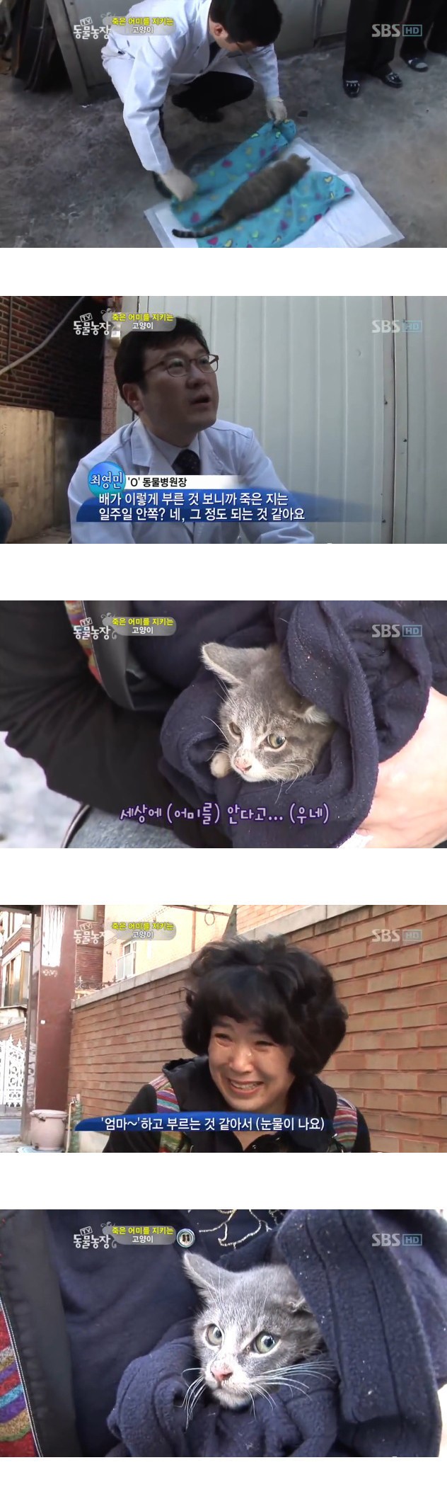 많은-시청자들을-울렸던-동물농장-죽은-어미를-지키는-아기-고양이편-7-이미지