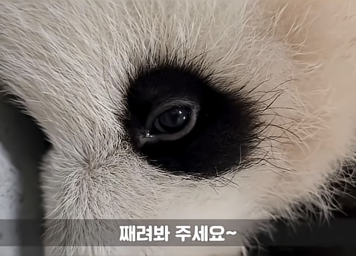 소원을-들어주는-판다-후이바오-4-이미지