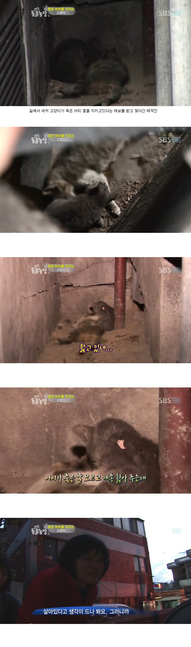 많은-시청자들을-울렸던-동물농장-죽은-어미를-지키는-아기-고양이편-1-이미지