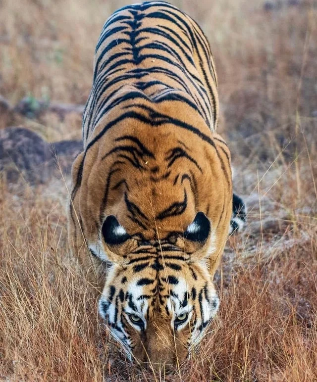 호랑이-귀에-있는-흰색-점-무늬의-기능-10-이미지