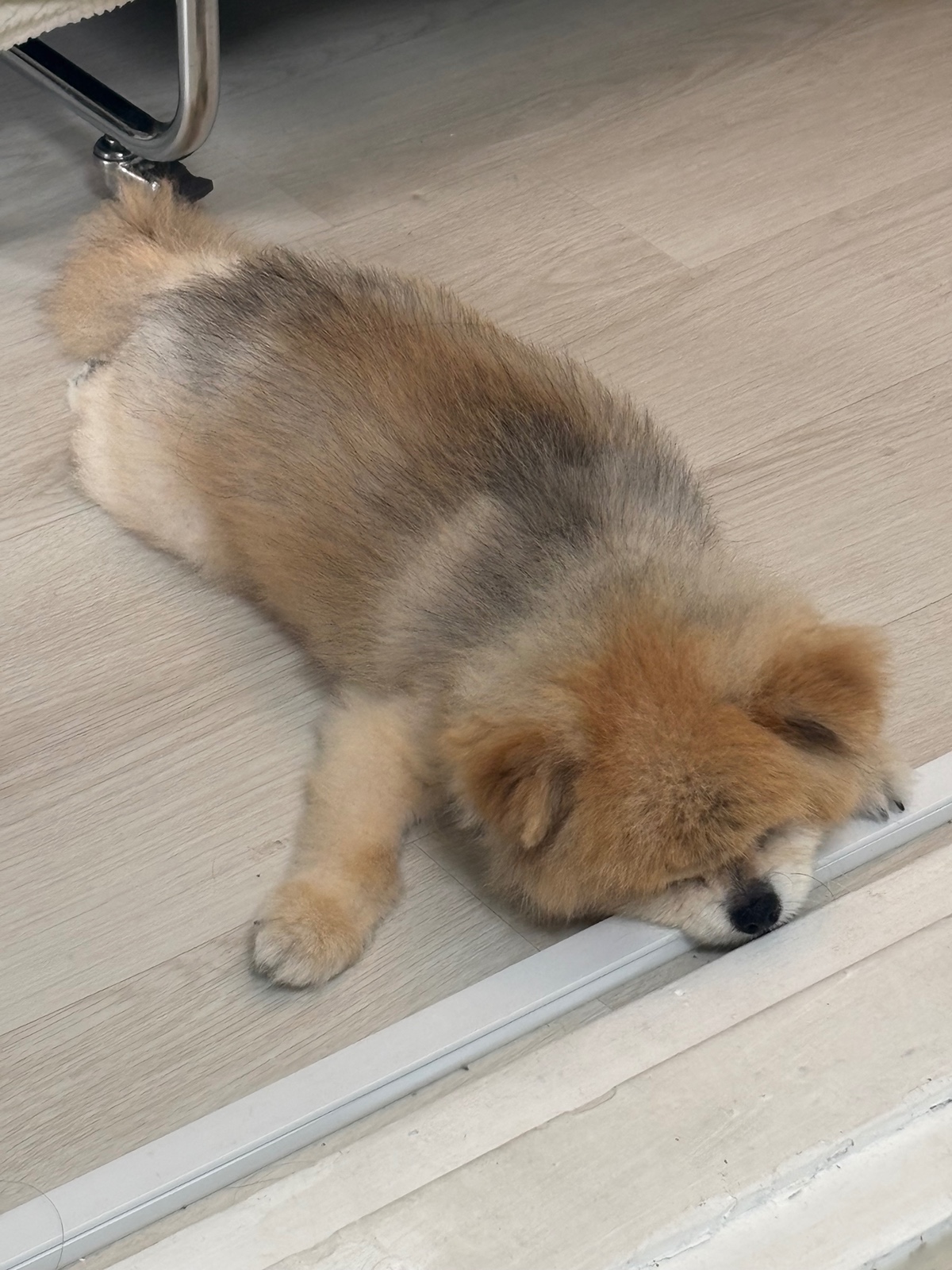 잠-안-와서-쓴-개뚱뚱한-강아지-입양기-19-이미지