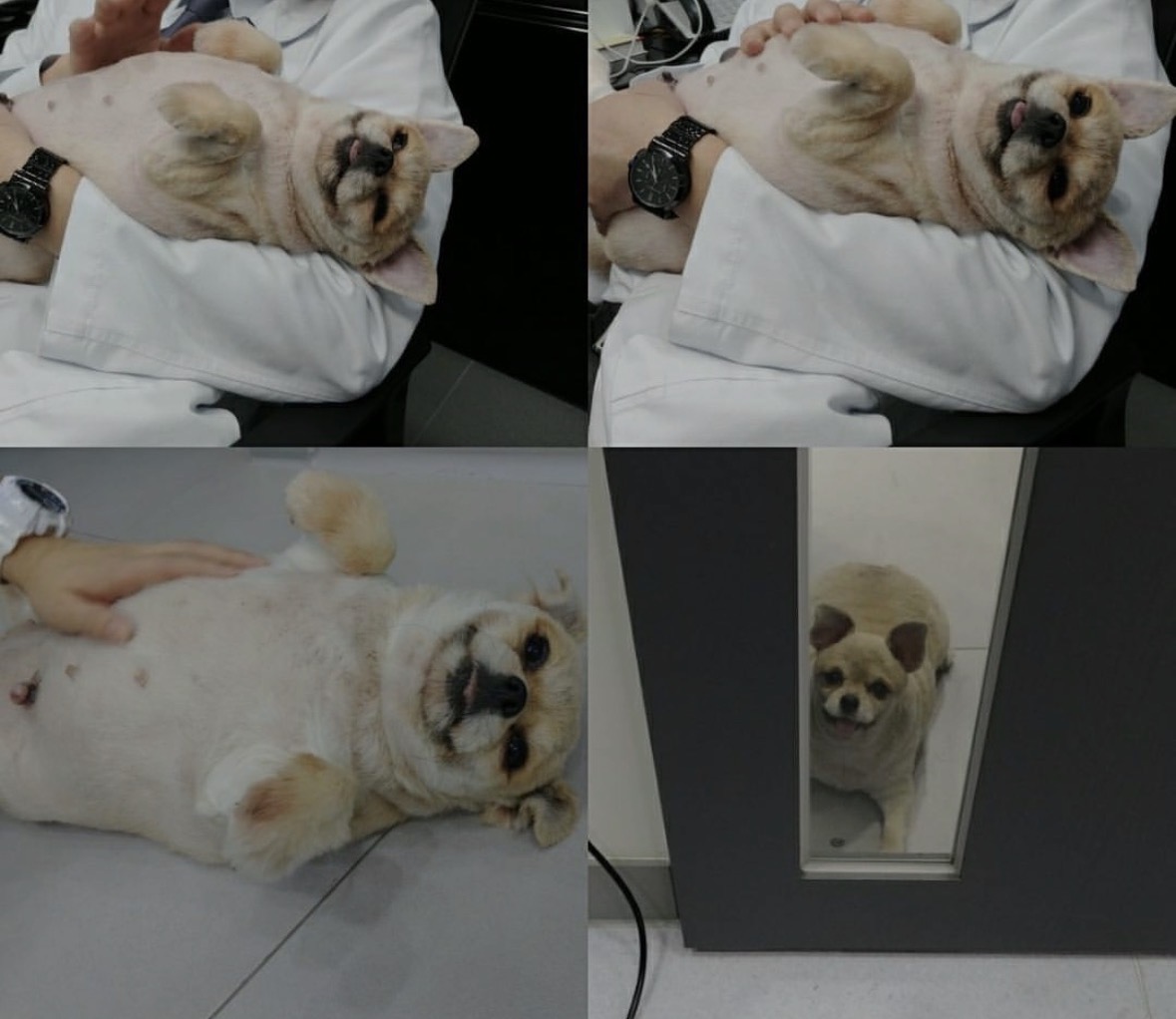 잠-안-와서-쓴-개뚱뚱한-강아지-입양기-1-이미지