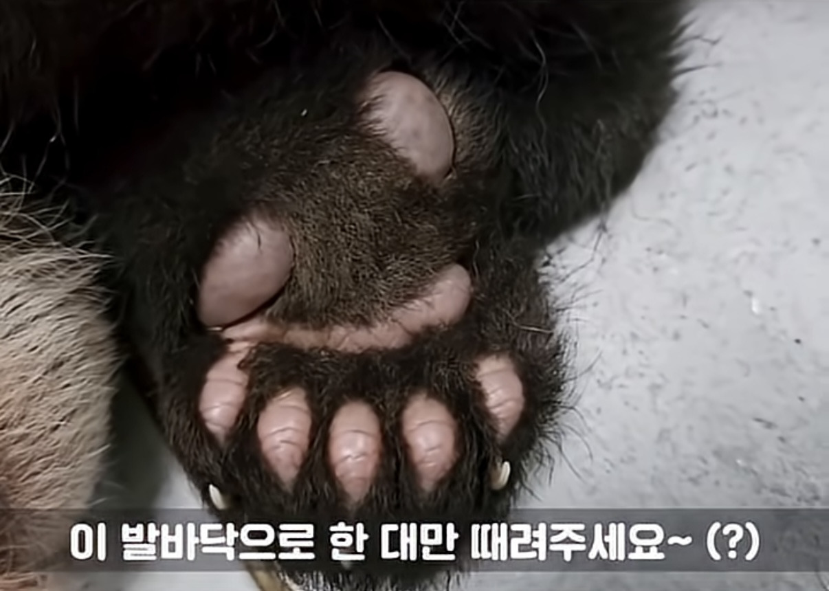 소원을-들어주는-판다-후이바오-1-이미지