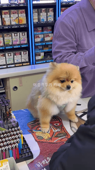 편의점-멍멍이-0-이미지