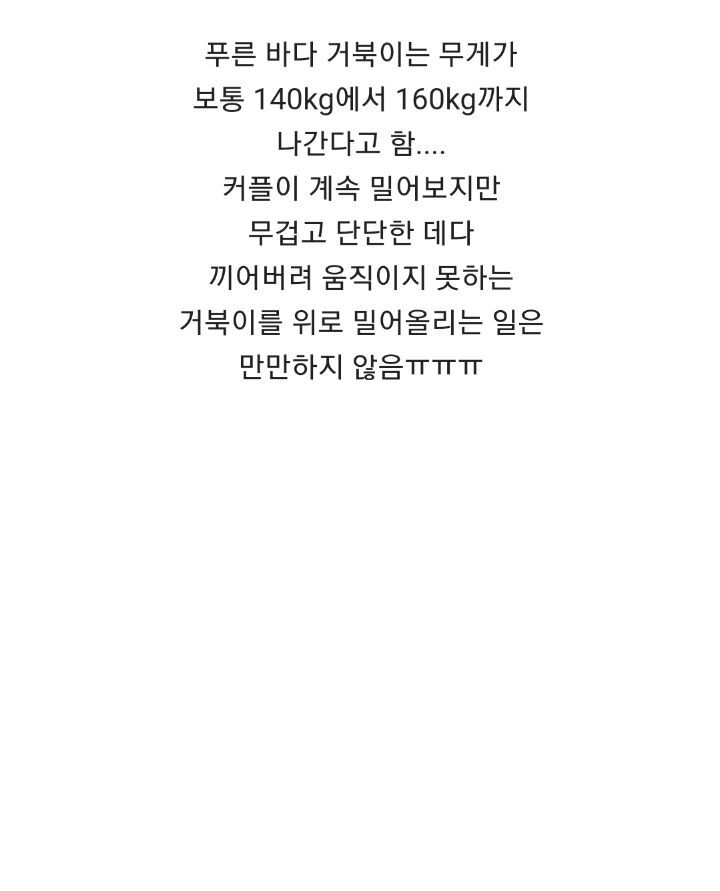 바위-틈에-빠진-바다-거북이를-구하는-커플-12-이미지