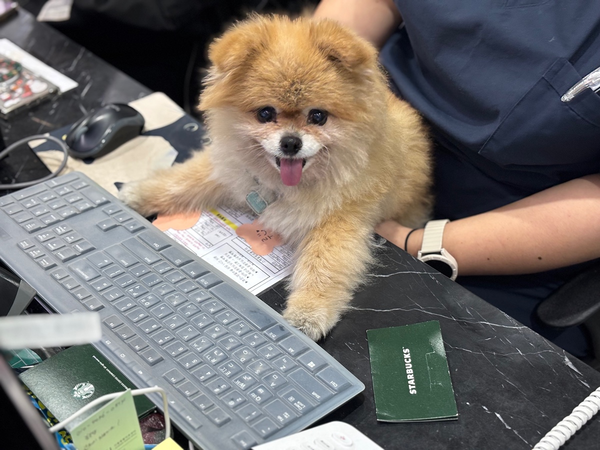 잠-안-와서-쓴-개뚱뚱한-강아지-입양기-18-이미지