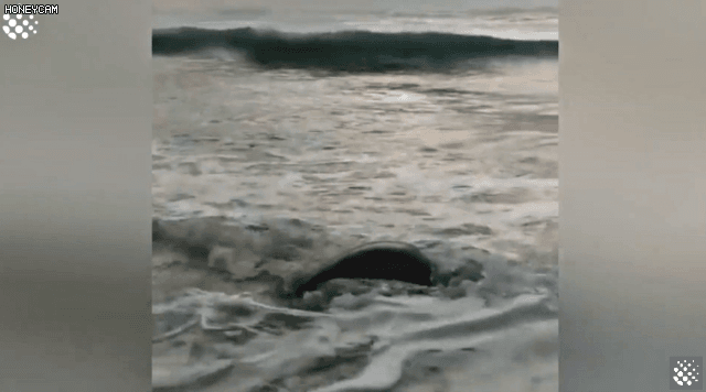 바위-틈에-빠진-바다-거북이를-구하는-커플-31-이미지