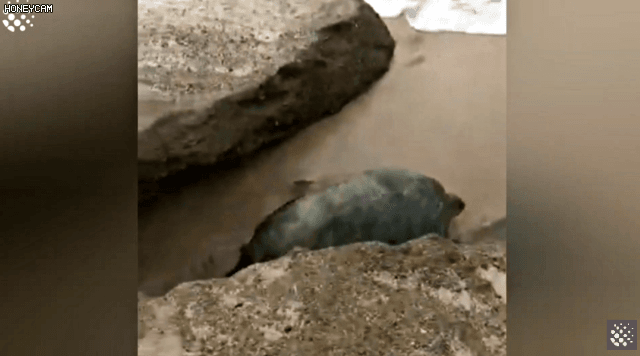 바위-틈에-빠진-바다-거북이를-구하는-커플-25-이미지