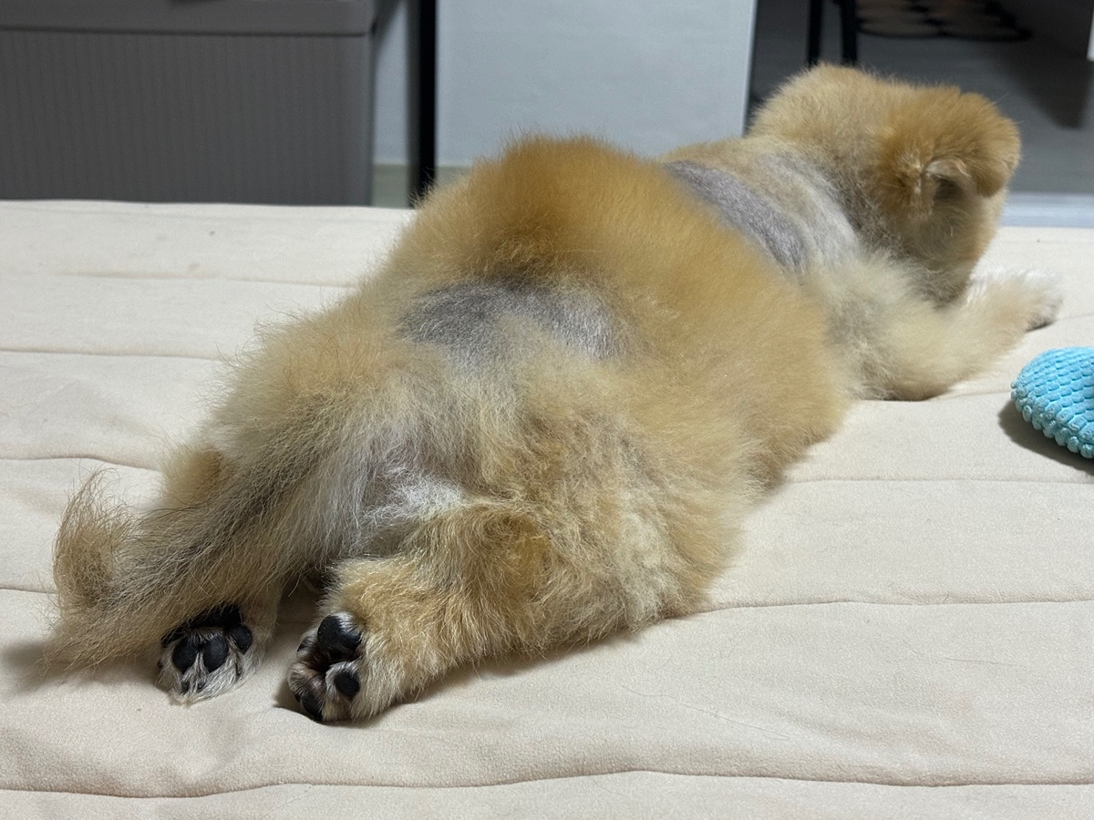 잠-안-와서-쓴-개뚱뚱한-강아지-입양기-10-이미지