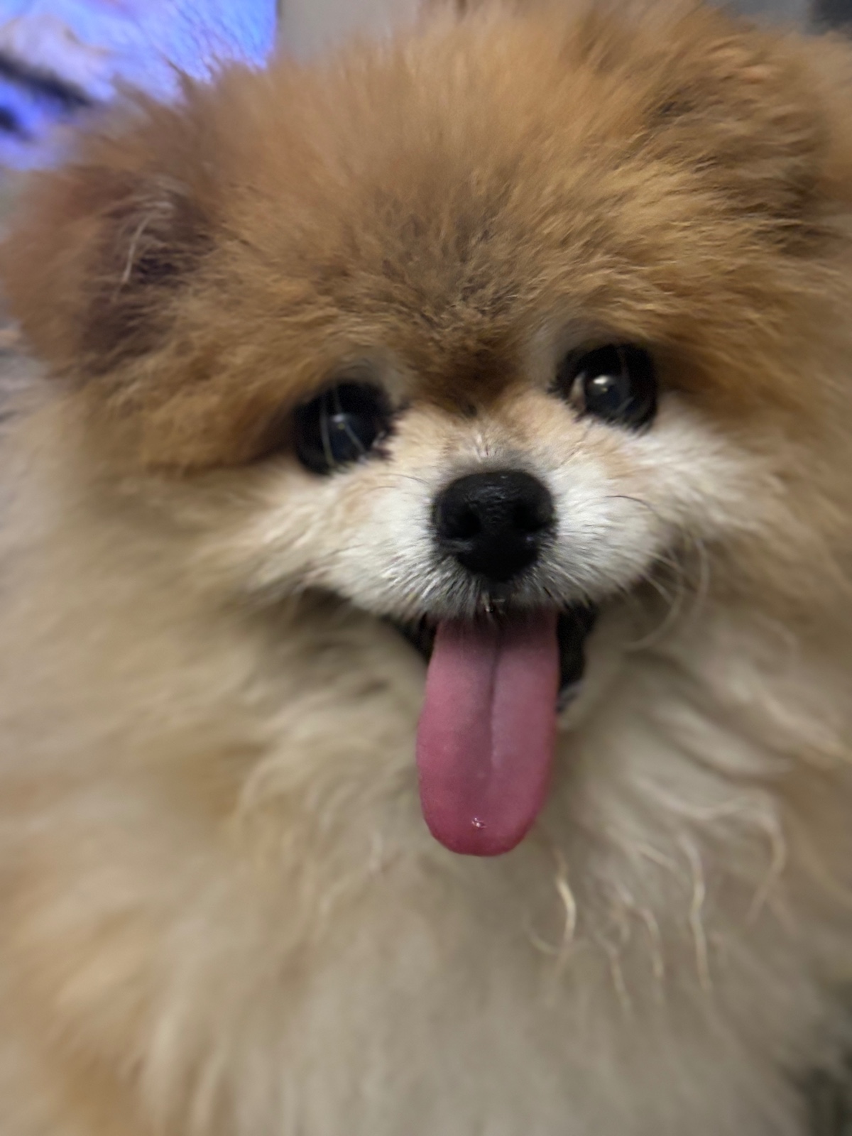 잠-안-와서-쓴-개뚱뚱한-강아지-입양기-23-이미지