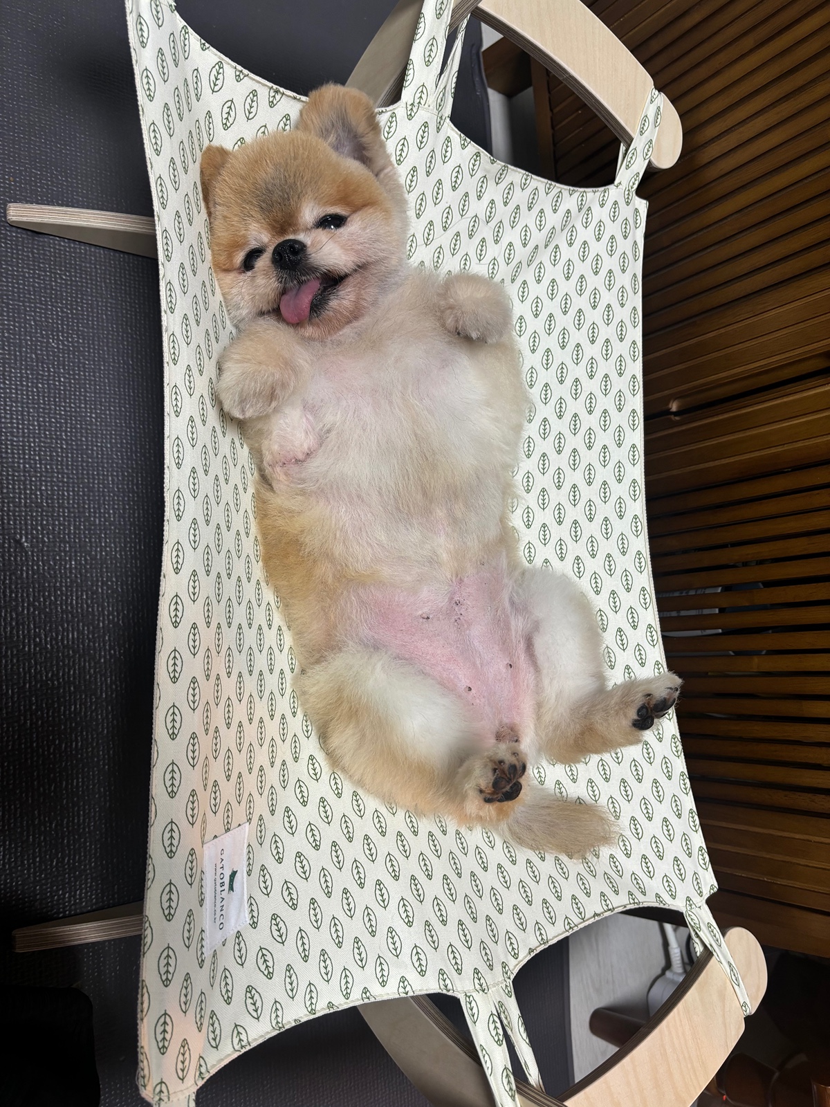 잠-안-와서-쓴-개뚱뚱한-강아지-입양기-11-이미지