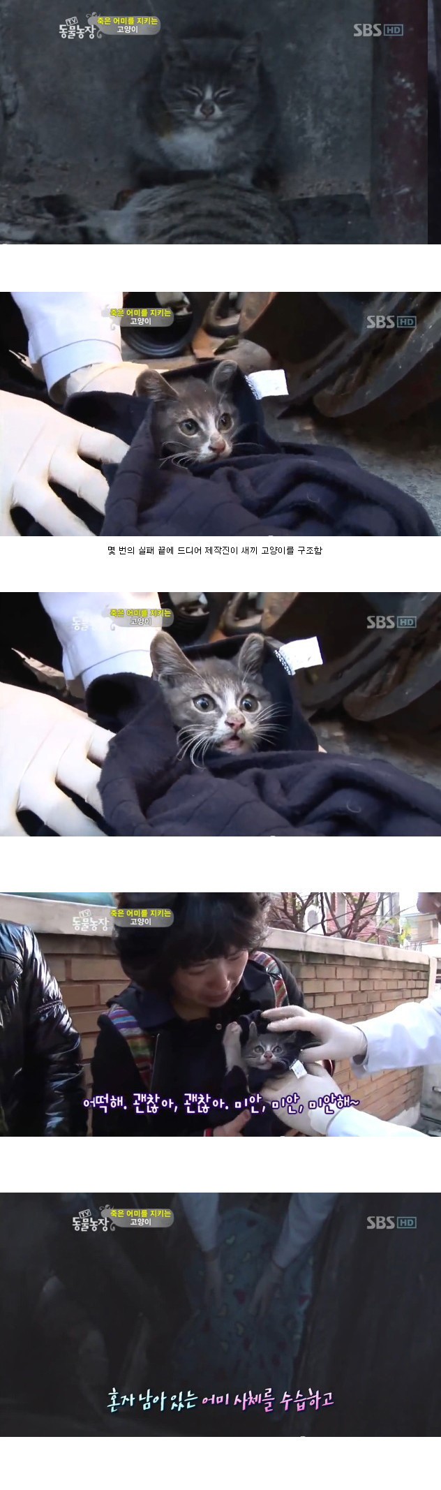 많은-시청자들을-울렸던-동물농장-죽은-어미를-지키는-아기-고양이편-6-이미지