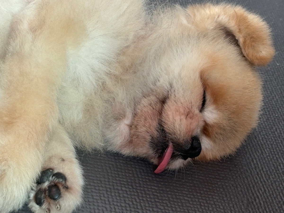 잠-안-와서-쓴-개뚱뚱한-강아지-입양기-13-이미지