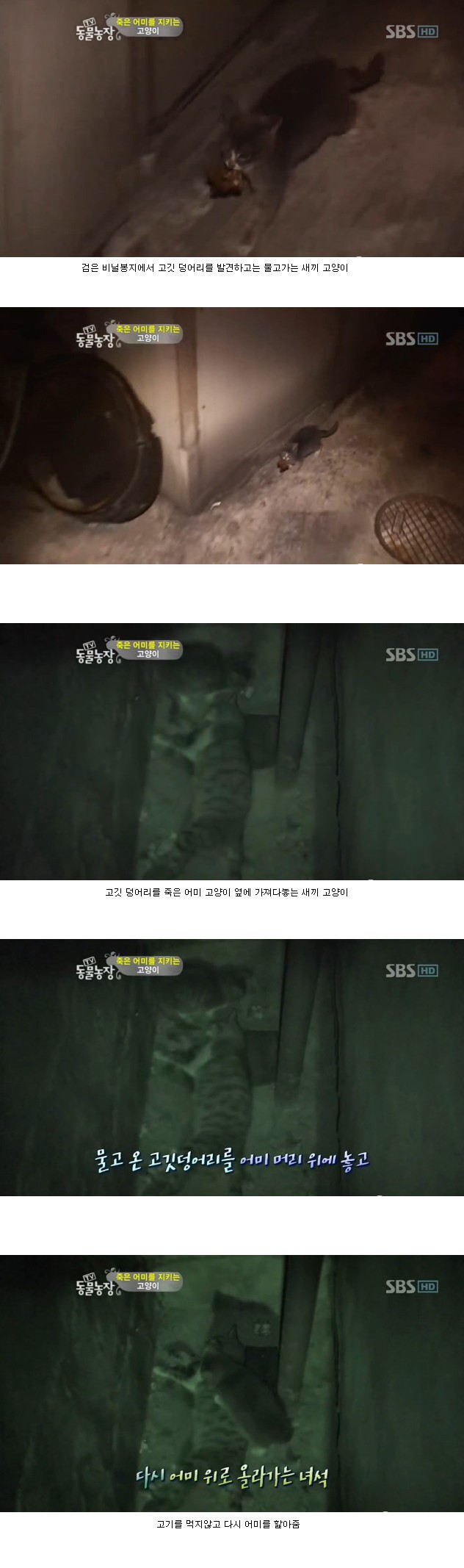 많은-시청자들을-울렸던-동물농장-죽은-어미를-지키는-아기-고양이편-4-이미지