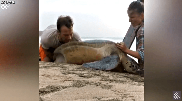 바위-틈에-빠진-바다-거북이를-구하는-커플-19-이미지