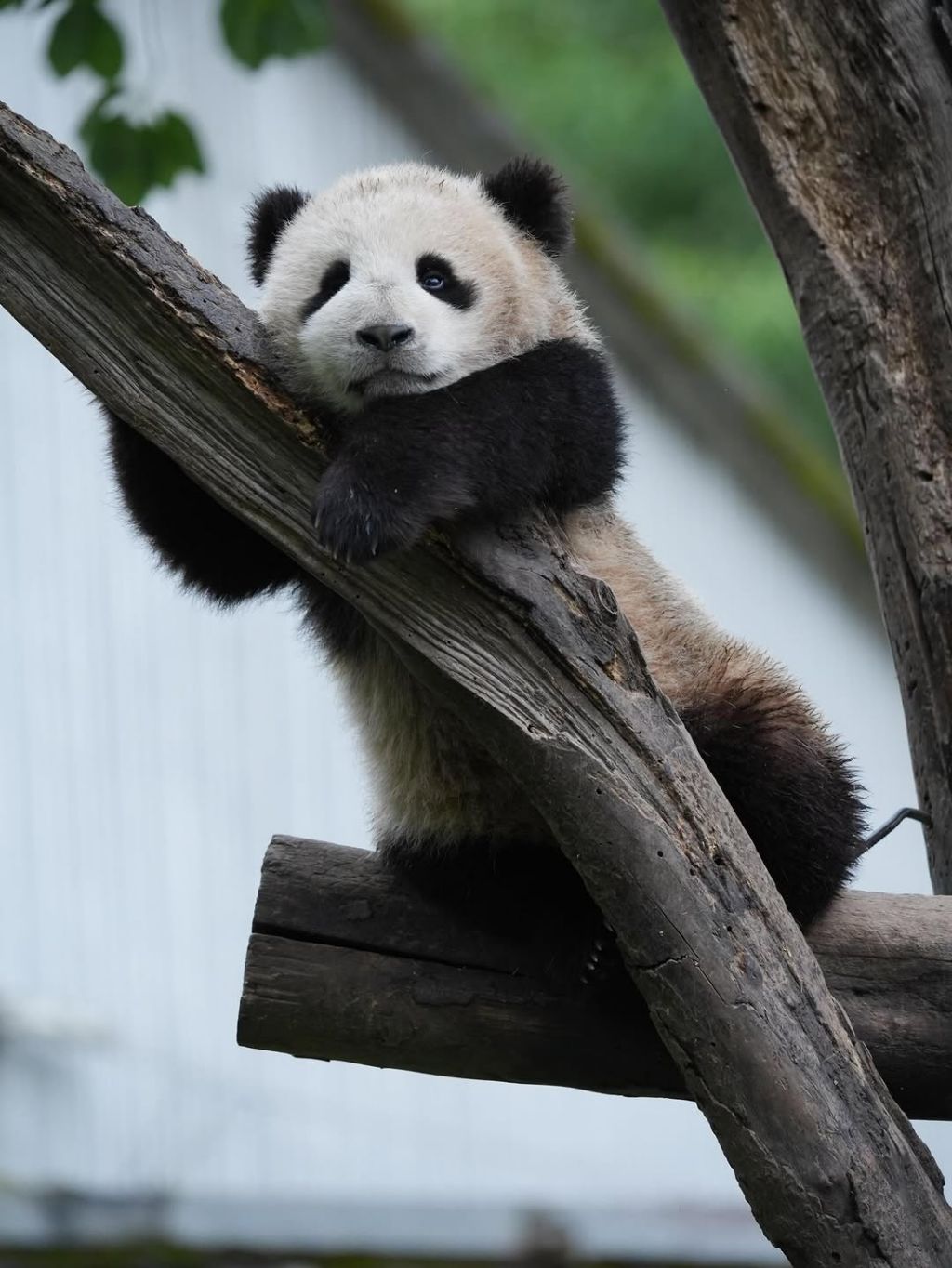 판다가-벌에-쏘이면?🐼-1-이미지