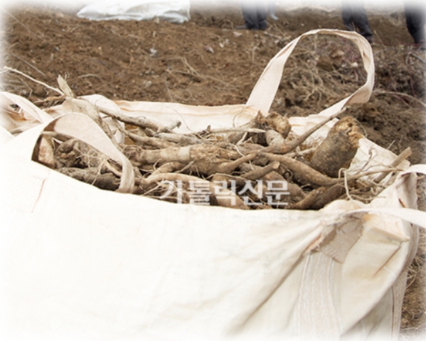 성당-지을-돈-없어서-주말마다-칡-캐서-총-35t을-캤대ㅜㅜㅜㅋㅋㅋ-9-이미지