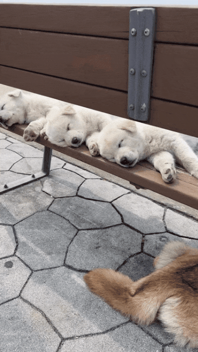 오이도-가나디-삼남매-0-이미지