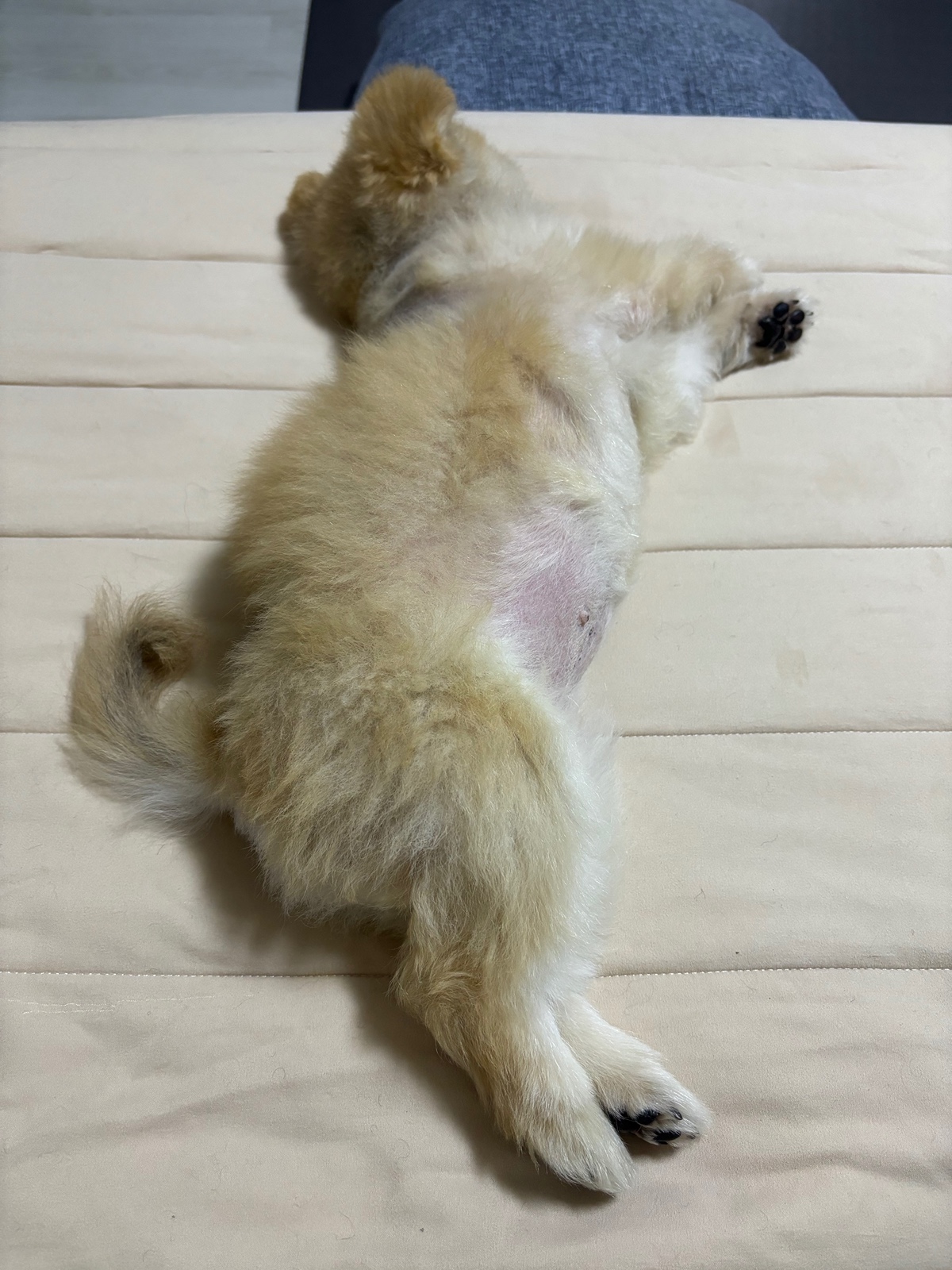 잠-안-와서-쓴-개뚱뚱한-강아지-입양기-14-이미지