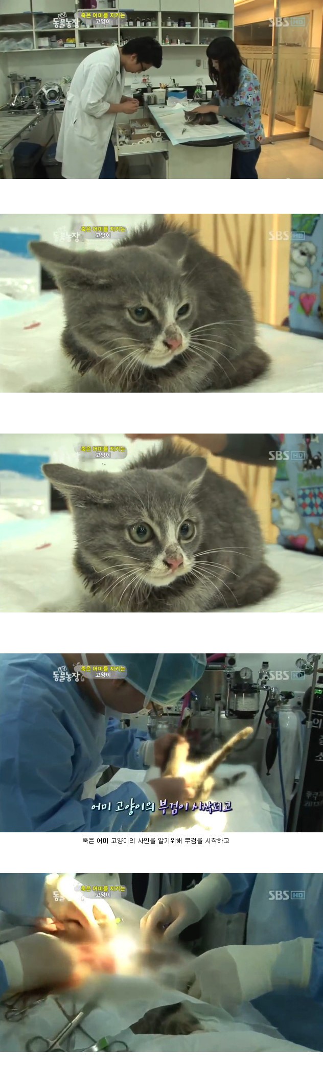 많은-시청자들을-울렸던-동물농장-죽은-어미를-지키는-아기-고양이편-8-이미지