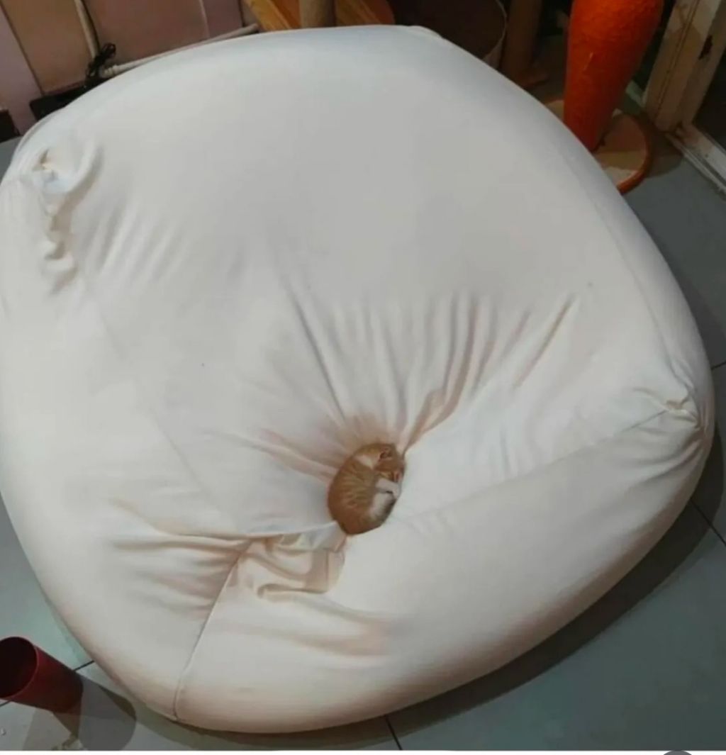 충격적인-아깽이-크기-3-이미지