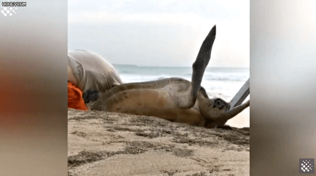 바위-틈에-빠진-바다-거북이를-구하는-커플-17-이미지