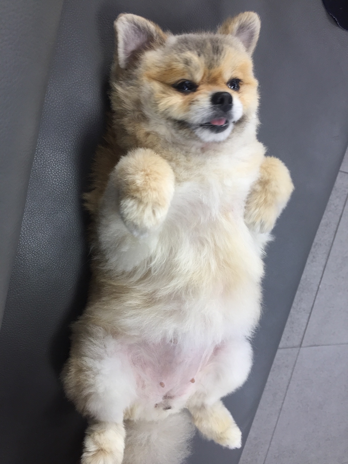 잠-안-와서-쓴-개뚱뚱한-강아지-입양기-2-이미지