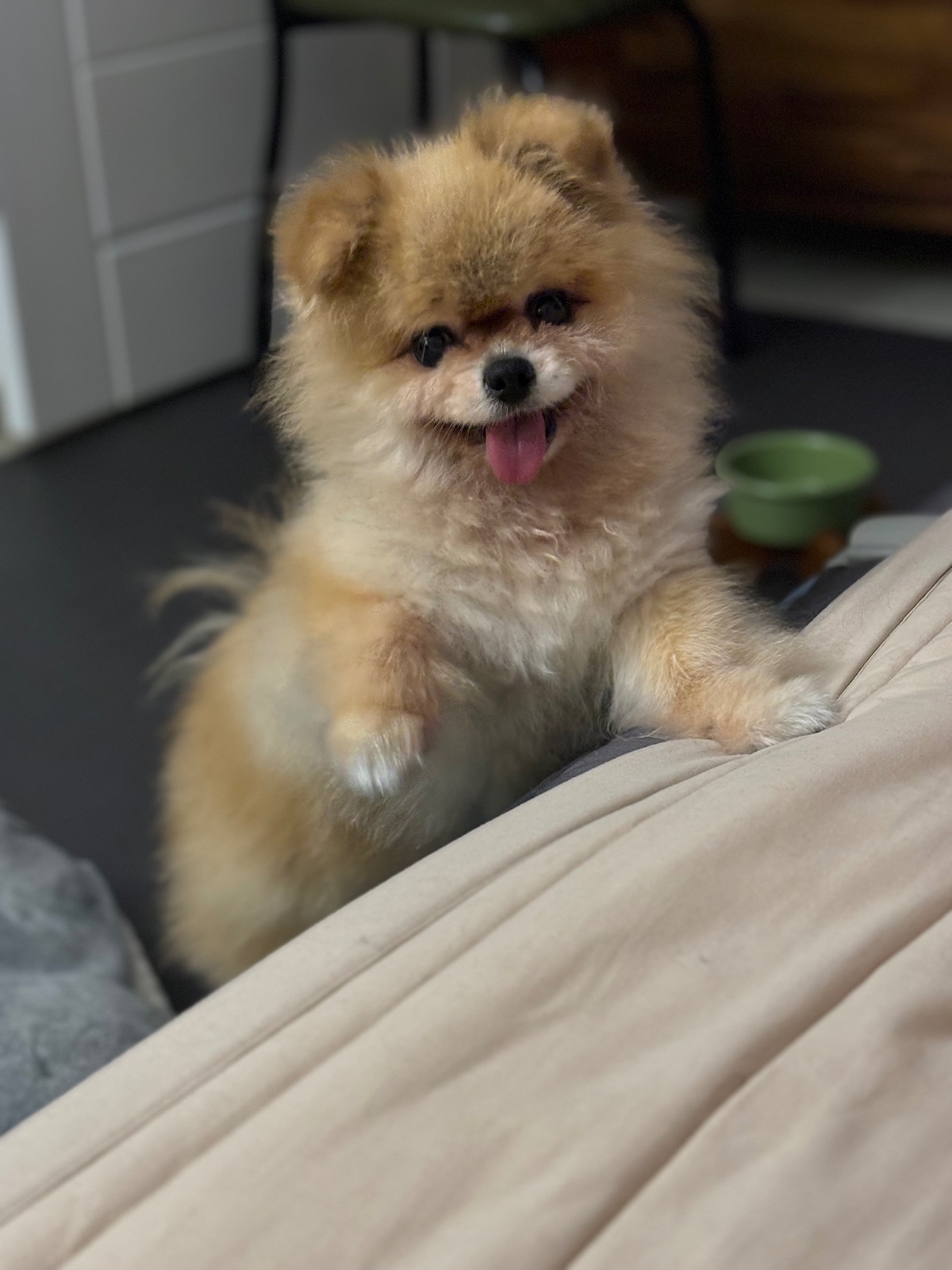 잠-안-와서-쓴-개뚱뚱한-강아지-입양기-24-이미지