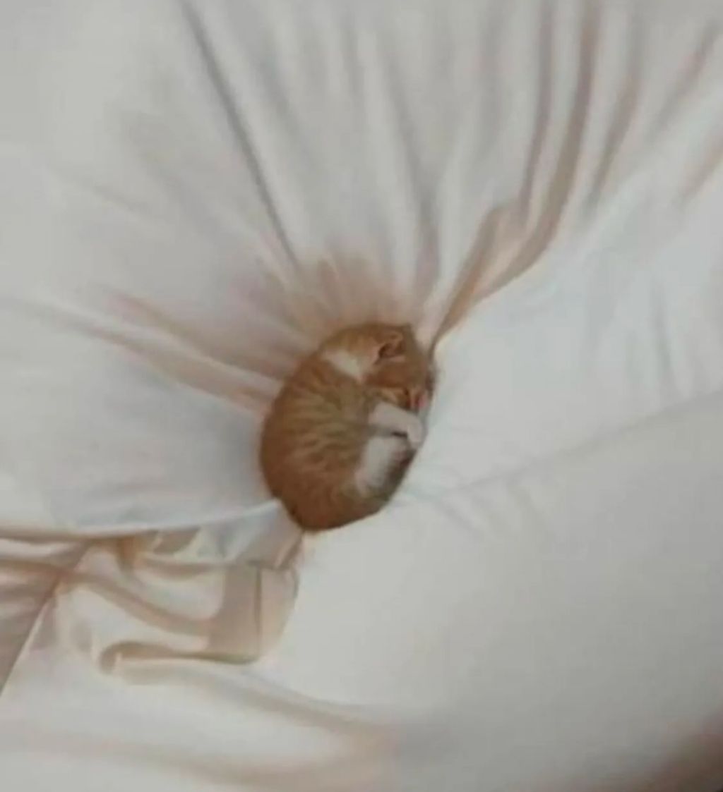 충격적인-아깽이-크기-2-이미지